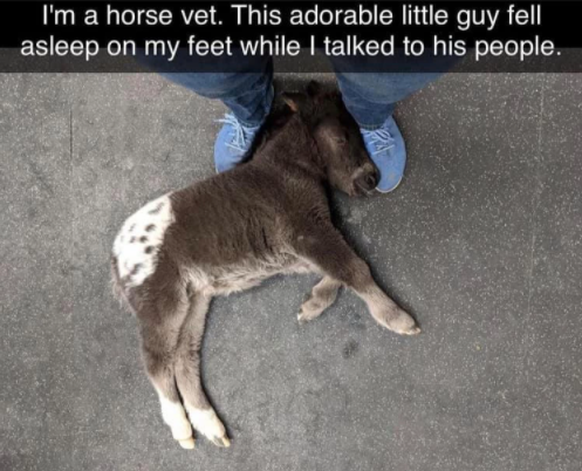 «Je suis vétérinaire de chevaux. Cet adorable bonhomme s'est endormi sur mes pieds pendant que je parlais à ses propriétaires.»