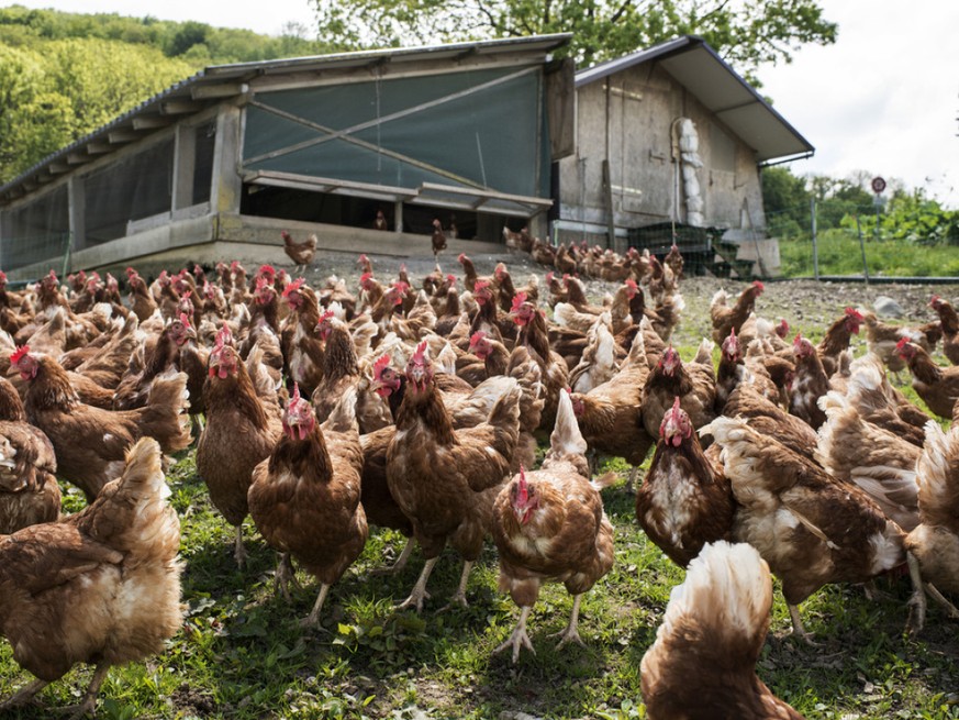 Les poules, en particulier les poules pondeuses, sont les seuls animaux de rente dont le nombre a augmenté en Suisse l&#039;année dernière (image d&#039;illustration).