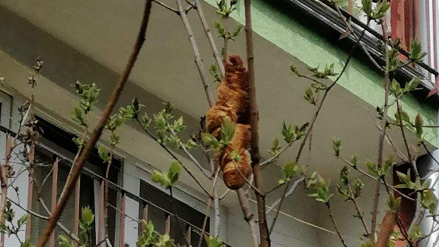 Le croissant, perché dans son arbre, semble attendre patiemment sa proie