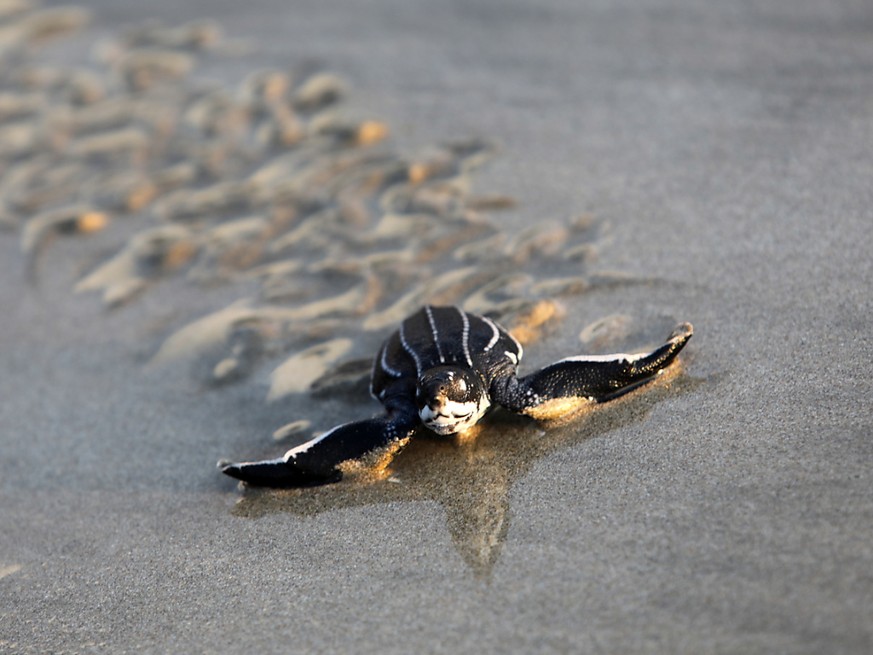 Les tortues luth ont un faible taux de reproduction avec seulement 50% des oeufs qui