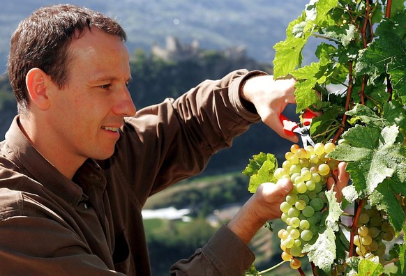 Christophe Bonvin des Caves Charles Bonvin a Sion, coupe une grappe de raisin le jeudi 16 septembre 2004 dans un vignoble au dessus de Sion. Les vendanges 2004 debuteront le 23 septembre en Valais. Un ...