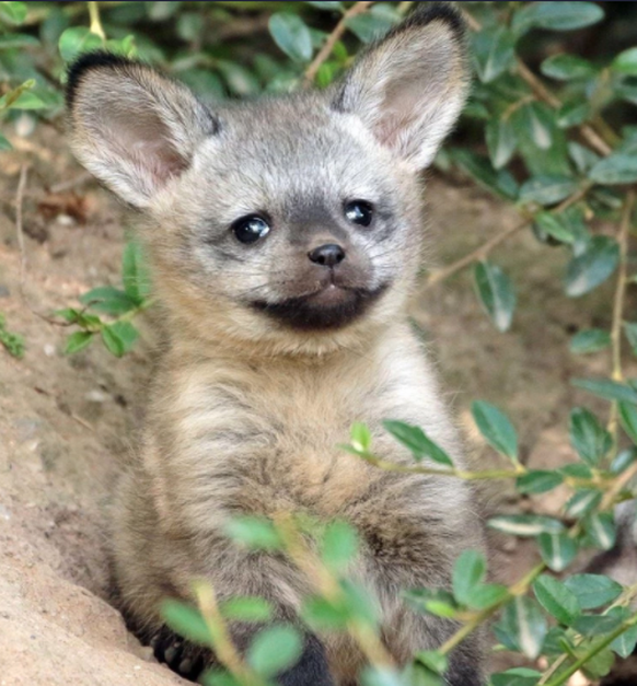 C'est un bébé renard à oreilles de chauve-souris.