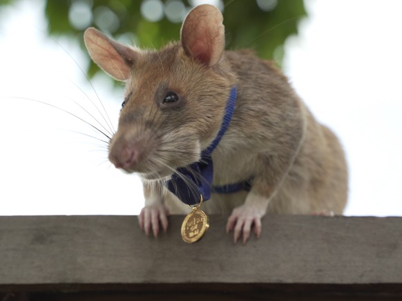 epa08696119 An undated handout photo made available by APOPO charity shows African giant pouched rat Magawa with a gold medal in Siem Reap, Cambodia, issued 25 September 2020. The landmine-detecting r ...