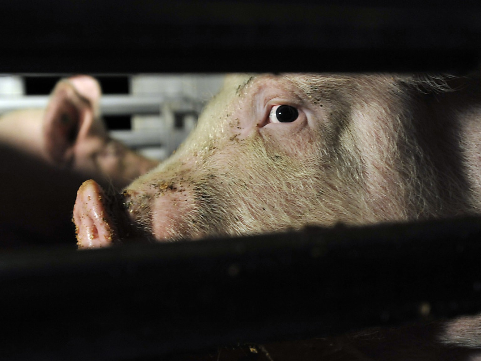 Schweine auf dem Weg in den Schlachthof. Dort werden die Vorschriften zum Tierwohl nicht immer eingehalten, wie Kontrollen im Auftrag des Bundes gezeigt haben. (Archivbild)