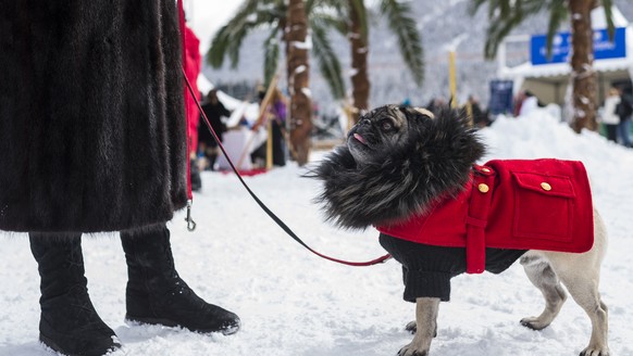 Pug Charly is pictured on the frozen Lake of St. Moritz on the third weekend of the White Turf races in St. Moritz, Switzerland, Sunday, February 22, 2015. (KEYSTONE/Gian Ehrenzeller)
