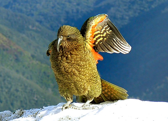 Kea