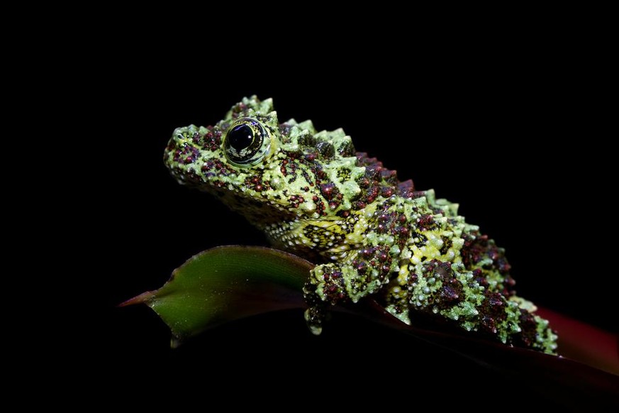 Vietnamesischer Moosfrosch (Theloderma corticale) im Tierporträt der Woche bei den Cute News auf watson.ch