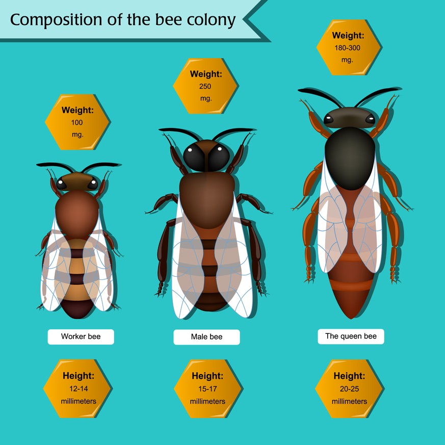 Vergleich Gewicht und Grösse von Arbeitsbiene, Drohne und Königin
