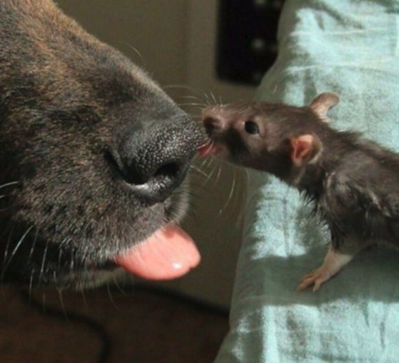 Hund und Ratte
Cute News
https://imgur.com/gallery/VkR7s