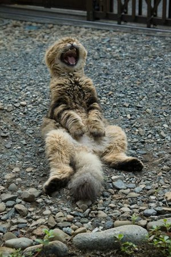 Katze lacht sich schlapp.

https://www.pinterest.com/pin/294071050643509006/
