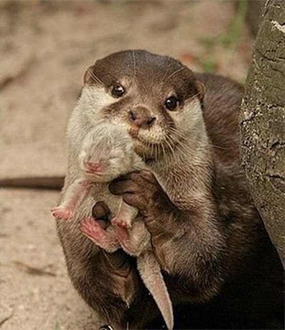 Otten-Baby
https://imgur.com/gallery/DHUl9