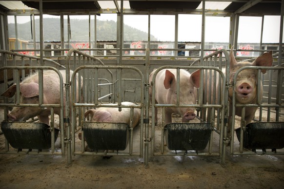In this May 8, 2019, photo, pigs eat feed at a pig farm in Panggezhuang village in northern China&#039;s Hebei province. As a deadly virus ravages pig herds across Asia, scientists are accelerating ef ...