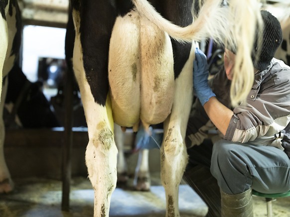 Die Biomilchproduktion in der Schweiz steckt im Dilemma: es gibt immer mehr Bauern, die auf Knospe-Milch umstellen möchten; das können sie aber vorerst nicht, weil die Konsumenten zu wenig Biomilch ka ...