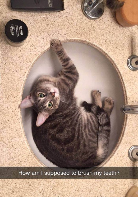 Catsnap
Katze, lustig
https://imgur.com/gallery/tNTMZ