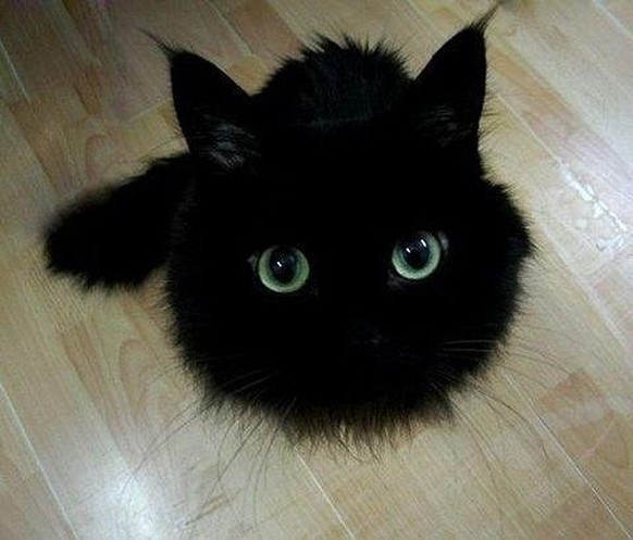 Schwarze Katze, sehr flauschig