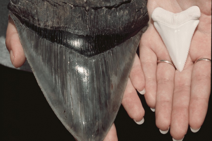 Der Megalodon-Zahn (l.) im Vergleich mit dem Zahn eines knapp 5 Meter langen Weissen Hais.