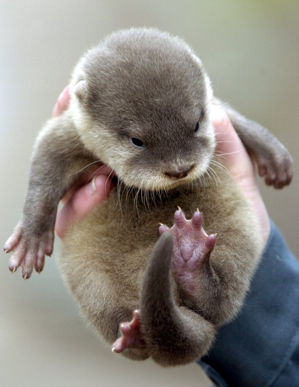 The hand of an animal keeper presents an Asian short-clawed otter (aonyx cinerea), which is only six weeks old, for the first time at the animal park in Neumuenster, Germany on Tuesday, 6 April 2004.  ...