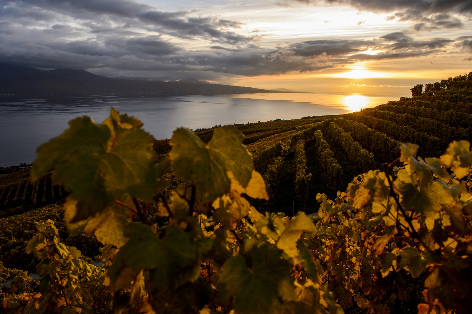 The Lavaux vineyards above the lake Geneva is pictured at sunset in Bourg-en-Lavaux, Switzerland, Thursday, October 29, 2015. (KEYSTONE/Jean-Christophe Bott)