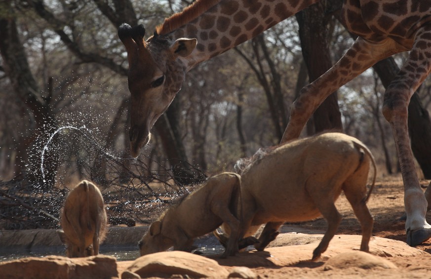 Warzenschweine und Giraffen an einem Wasserloch in Südafrika.