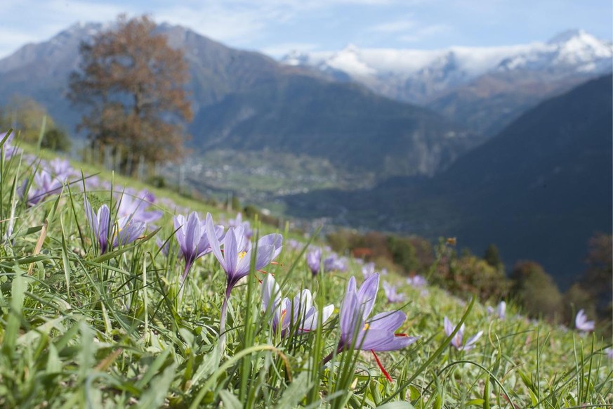 Crocuses, pictured on October 25, 2013, in Mund, canton of Valais, Switzerland. In Switzerland, saffron has been cultivated only in Mund for centuries. 130 planters work there, but nobody can make a l ...