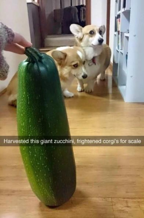 Übersetzung: «Habe diese riesige Zucchetti geerntet. Ängstliche Corgis für Grössenvergleich.»