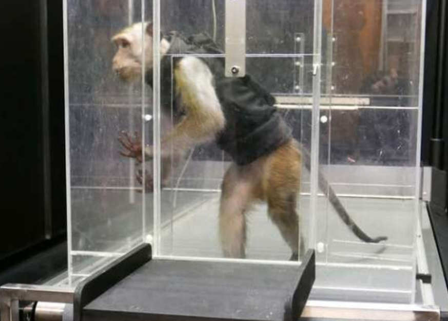Ein Affe bei einem Experiment an der Uni Fribourg.