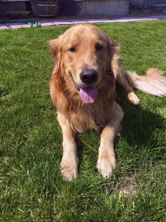This undated photo provided by Helen Avery show family golden retriever, Kenyon, in McMinnville, Ore. Kenyon has been honored by the Yamhill County Sheriff for digging up $85,000 worth of black tar he ...