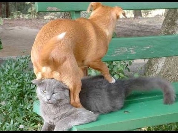 Hund vs Katze
https://www.youtube.com/watch?v=MuvPFO0_q5Q
Cute News