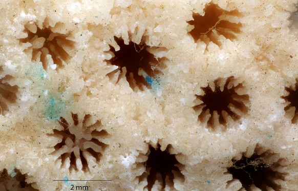 Makro einer Koralle