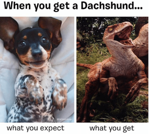 Dachshund, Dackel
Cute News
https://awwmemes.com/i/20067770