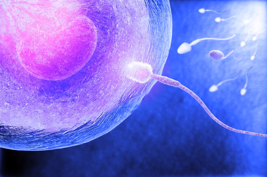 Eizelle, Spermien, Befruchtung