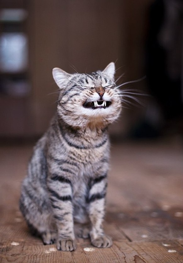 Lachende Katze

http://24.media.tumblr.com/tumblr_m3tmtuS78Y1r1nn91o1_500.jpg