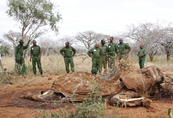 AP Ranger vor getötetem Elefanten (Archivfoto aus Kenia): Lukratives Geschäft mit Elfenbein.