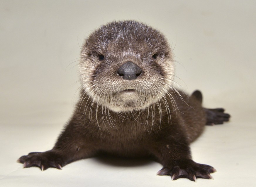 In this April 20, 2017, photo provided by the Arizona Game and Fish Department shows a rescued otter at the Adobe Mountain Wildlife Center in Phoenix, Arizona. The otter was described as dehydrated, h ...