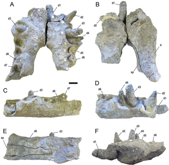 Deinosuchus riograndensis besass Zähne, die so gross waren wie Bananen. 
https://www.tandfonline.com/doi/full/10.1080/02724634.2020.1767638