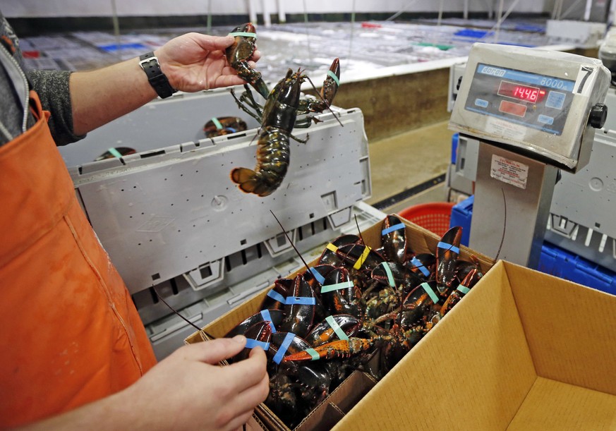 FILE - In this Thursday, Dec. 10, 2015, file photo, live lobsters are packed and weighed for overseas shipment at the Maine Lobster Outlet in York, Maine. A trade deal between Canada and the European  ...