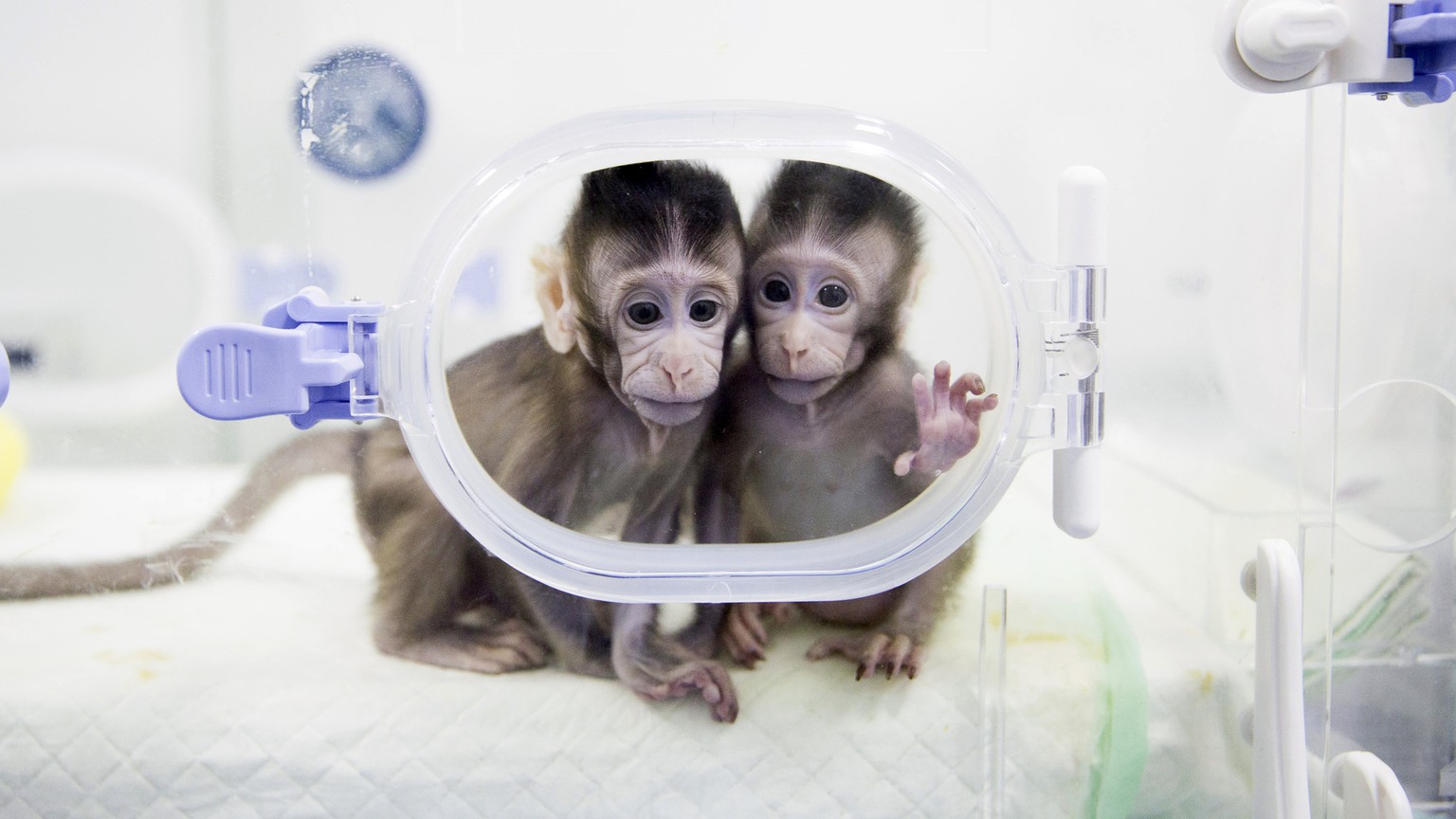 BILDPAKET -- ZUM JAHRESRUECKBLICK 2018 JANUAR, STELLEN WIR IHNEN HEUTE FOLGENDES BILDMATERIAL ZUR VERFUEGUNG -- In this Jan. 22, 2018, photo released by China&#039;s Xinhua News Agency, cloned macaque ...