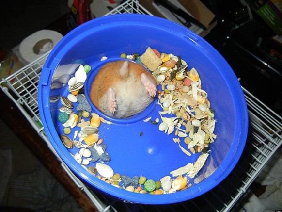 Hamster steckt fest.

http://imgur.com/gallery/WOU5i4L