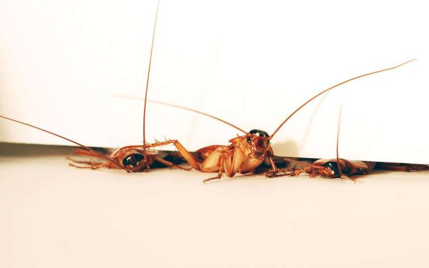 Überlebenskünstler: Kakerlaken können sich auch durch engste Ritzen quetschen.