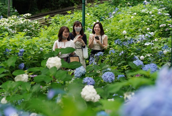 epa08508210 Visitors enjoy viewing ajisai, or hydrangeas at Toshimaen amusement park in Tokyo, Japan, 25 June 2020, while the city continues marking high numbers of newly infected people to the COVID- ...