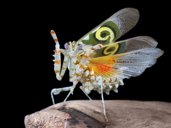 Pseudocreobotra wahlbergii.
