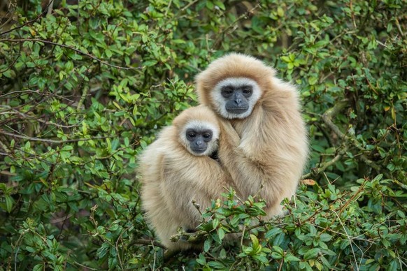 Gibbon