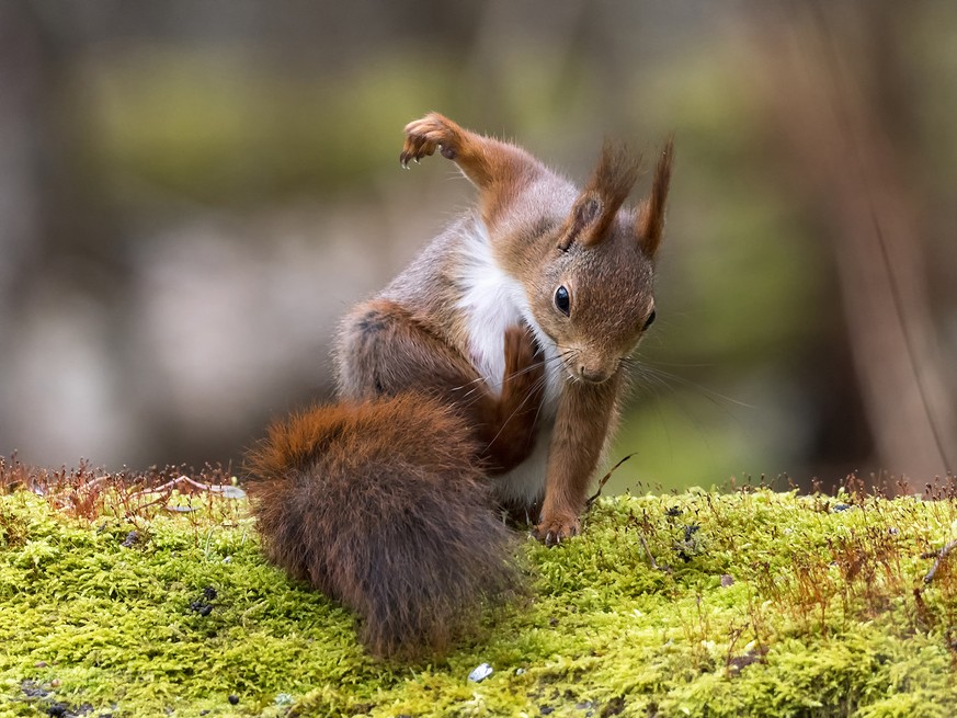 The Comedy Wildlife Photography Awards 2017
Johnny KÃ¤Ã¤pÃ¤
Gothenburg
Sweden

Title: Superhero
Caption: This is my most popular squirrel pic to date.
Description: What is he doing? People on my page  ...