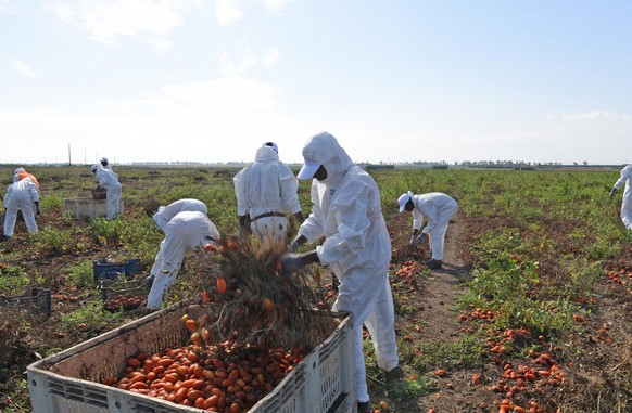epa07864250 Workers of Megamark Group collect tomatoes in Foggia, Italy, 23 September 2019. According to reports, the first ethical chain in Italy against illegal employment starts operating at the Fo ...