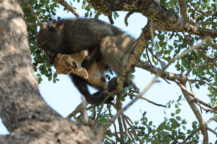 In this photo taken Saturday, Feb. 1, 2020, a male baboon carries a lion cub in a tree in South Africa&#039;s Kruger National Park. While the rest of the baboon troop settled down, the male â??moved f ...