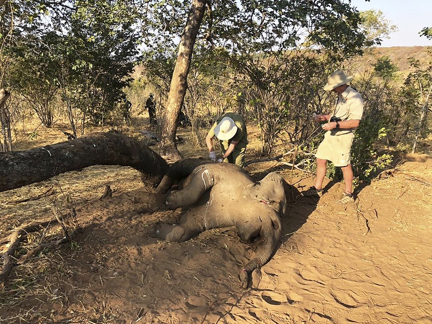 Wildlife vets take samples from dead elephants found in Hwange National park, Zimbabwe, Saturday, Aug. 29, 2020. A spokesman for Zimbabwe&#039;s national parks said on Wednesday, Sept. 2 the number of ...