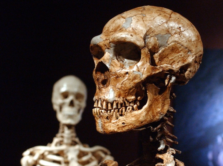 Die originalgetreue Nachbildung eines Neandertaler-Skeletts im «Museum of Natural History» in New York. Im Hintergrund: Das Knochengerüst eines modernen Menschen.