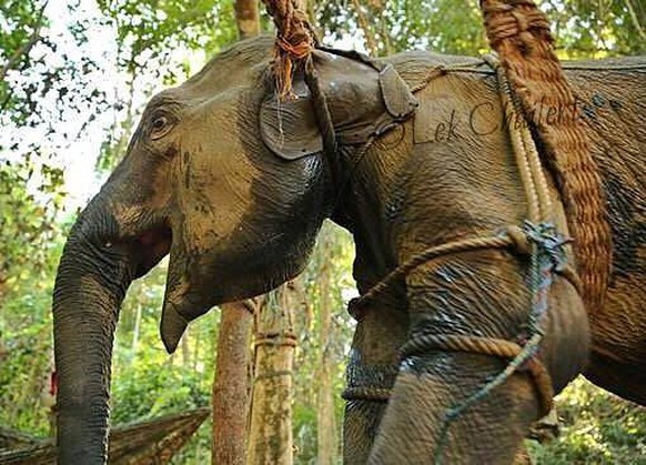 Auch mit Schlägen wird gearbeitet: Der Stress, mit dem die Elefanten gefügig gemacht werden, ist enorm.