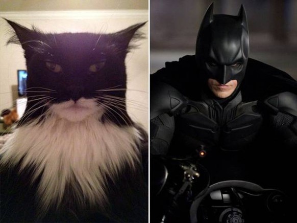 Katze und Batman
https://imgur.com/gallery/MeJJR
