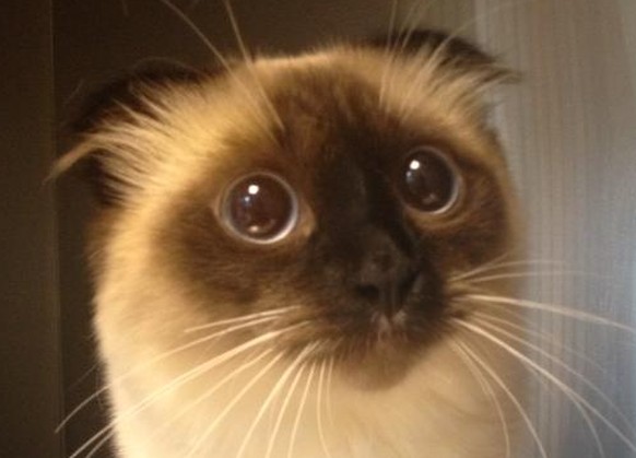 Katze guckt niedlich
Cute News
http://imgur.com/account/favorites/xtQWKi5
